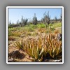 Cacti landscape (1)